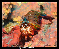 mantis shrimp by Niky Šímová 